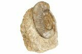 Jurassic Ammonite (Parkinsonia) - France #191705-2